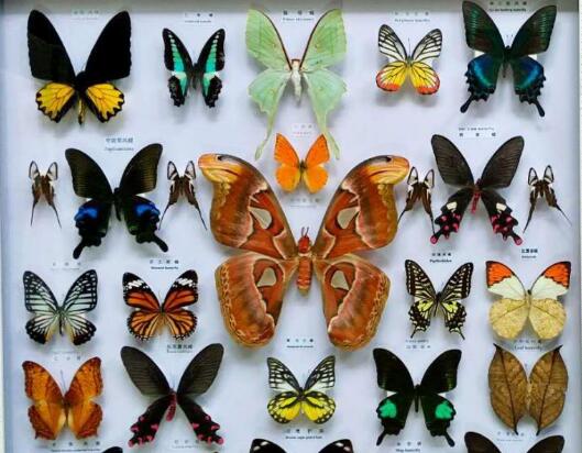 蝴蝶標本11.jpg